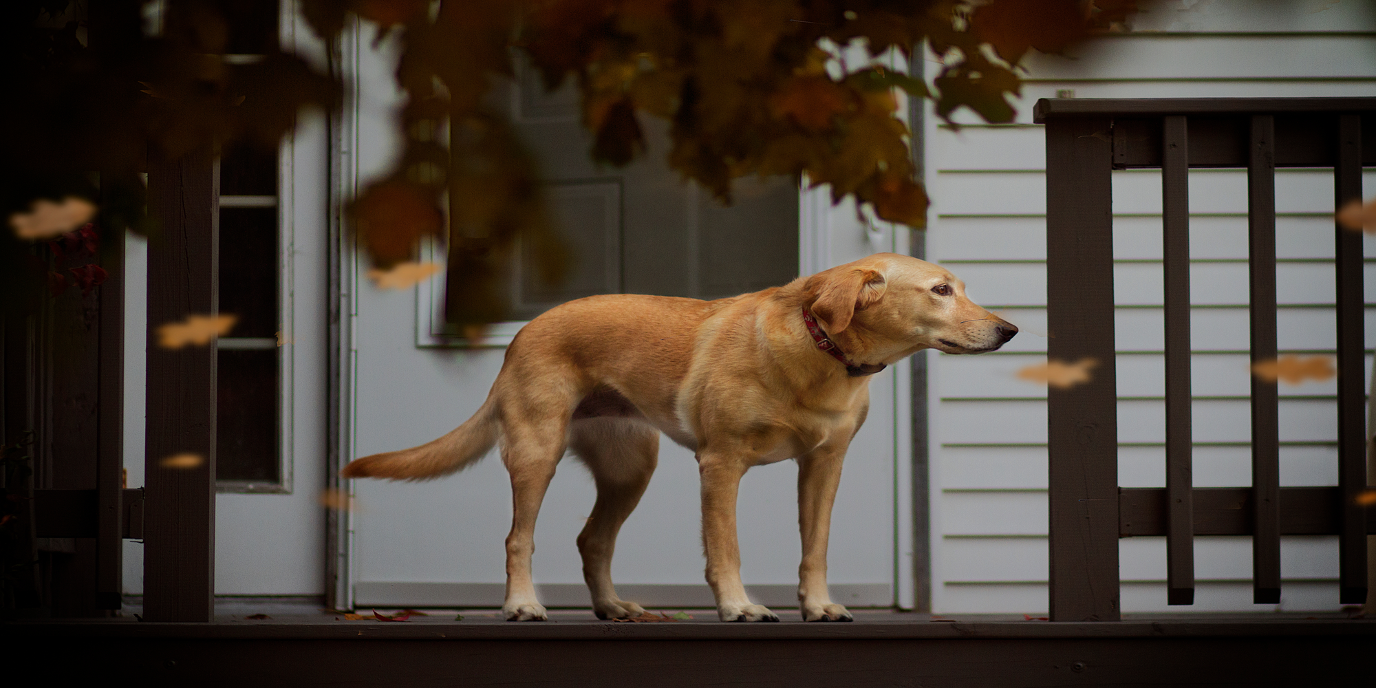 dog-on-front-porch-of-duplex-housing-2025-01-09-02-05-54-utc2.png
